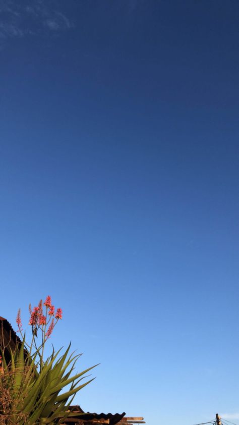 Blue sky Blue Sky No Clouds, Flowers Aesthetic Blue, Plant Aloe Vera, Blue Aesthetics, Blue Cactus, Aloe Vera Plant, Desert Homes, Old Radios, Pretty Rocks