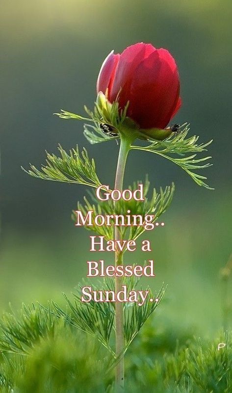 Good Morning...Have A Blessed Sunday Blessed Sunday Quotes, Blessed Sunday Morning, Quotes Sunday, A Blessed Sunday, Happy Sunday Images, Good Morning Sunday, Good Morning Sunday Images, Happy Sunday Morning, Sunday Morning Quotes