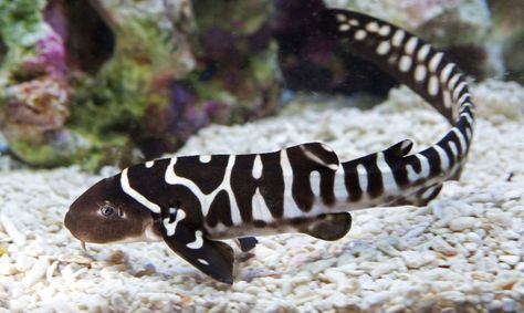 Stegostoma fasciatum - Zebra Shark, juvenile Zebra Shark, Leopard Shark, Species Of Sharks, Shark Plush, Shark Art, Baby Zebra, Fish Aquarium, Aquatic Animals, White Sharks