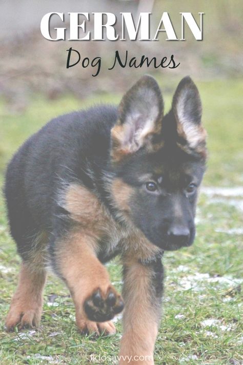 Strong Dog Names, German Dog Names, Poodle Doodles, German Shepherd Names, Female German Shepherd, German Names, Female Dog Names, Cute Names For Dogs, Dog Remedies