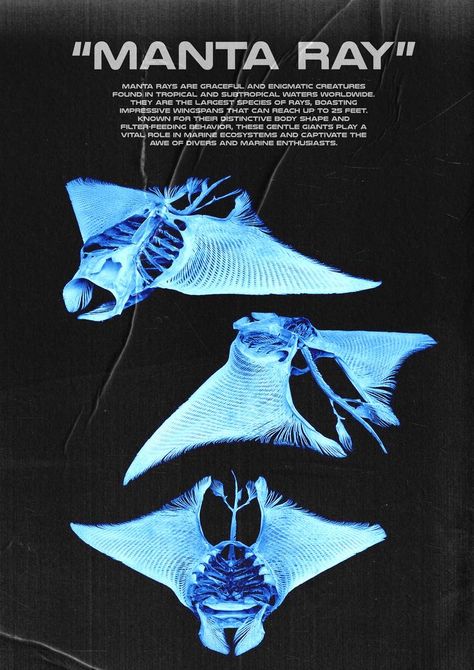 Manta Ray Skeleton, Manta Ray Aesthetic, Manta Ray Wallpaper, Ocean Posters, Marine Poster, Skeletal Structure, Ocean Poster, Marine Creatures, Ocean Room