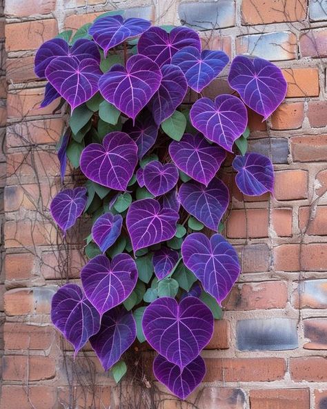 Purple Heart Vine Purple Heart Plant, Sheridan Wyoming, Heart Plant, Plants Pet Friendly, A Brick Wall, Easy Care Plants, Vine Leaves, Puppies And Kitties, House Plant Care