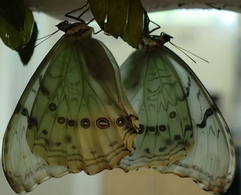 Cool Bugs, Mazzy Star, Arte Inspo, Arte Animal, Green Aesthetic, Larp, Pretty Pictures, Mother Nature, Moth