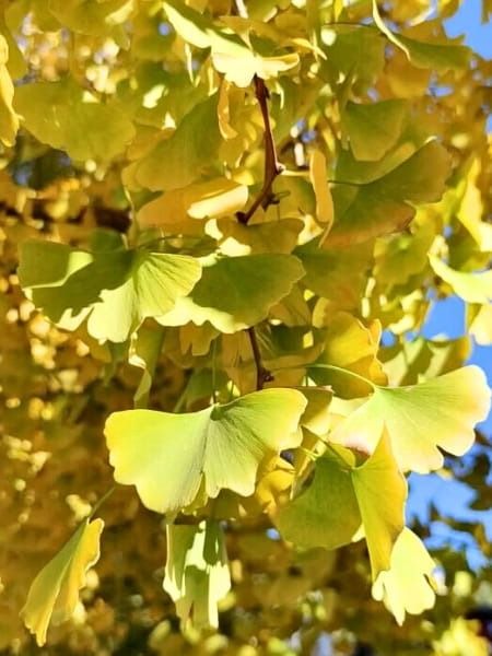 Goldspire Ginkgo Tree (Ginkgo biloba 'Goldspire') 3 Ginko Biloba, Water Wise Landscaping, Eastern Redbud, Ginkgo Tree, Street Trees, Water Wise, Ginkgo Biloba, Deciduous Trees, Tree Stand