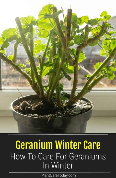 Though the weather starts getting colder, you can still have geraniums in your garden. Learn how to take care of Geranium plants in winter here. Geranium Arrangements In Pots, How To Keep Geraniums Over Winter, How To Winter Geraniums, Storing Geraniums Over Winter, Overwintering Geraniums In Pots, Landscape Potted Plants, Growing Geraniums Indoors, Wintering Geraniums Indoors, How To Over Winter Geraniums