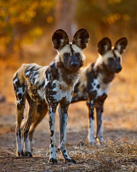 African Hunting Dog, African Animals Photography, Tattoo Animal, Tattoo Dog, Petit Tattoo, Unique Facts, Wild Dog, African Wild Dog, Dog Pics