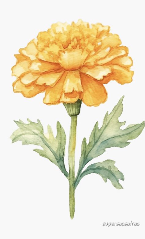 A watercolor design for a marigold flower Marigold Flower Reference, Watercolour Marigold Flower, Vintage Marigold Illustration, Indian Flower Illustration, Drawing Marigold Flowers, Marigold Flower Watercolor, Marigold Flower Sketch, Marigold Painting Easy, Marigold Illustration Indian