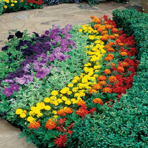 Fabulous Front Garden Colorful Front Landscaping, Rainbow Garden Ideas, Rainbow Flower Garden, Rainbow Bedding, Front Garden Landscape, Rainbow Garden, Front Yard Garden Design, School Garden, Beautiful Flowers Garden