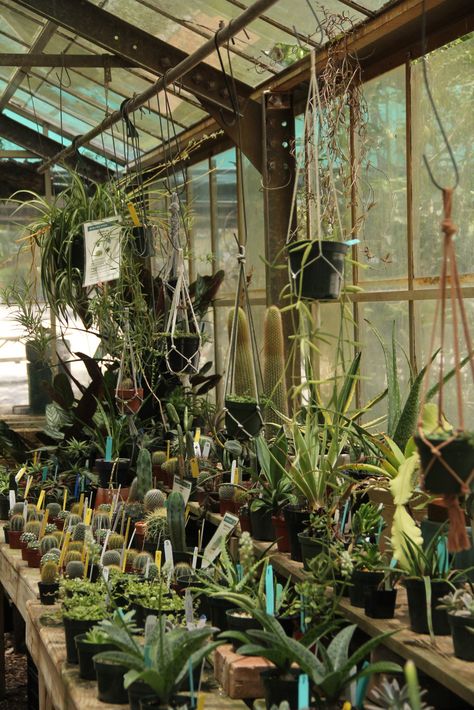 Plant Person Aesthetic, Plant Shop Aesthetic Vintage, Plant Scientist Aesthetic, Plant Core Aesthetic, Plant Magic Aesthetic, Steampunk Botanist, Horticulture Aesthetic, Tighnari Aesthetic, Botanist Aesthetic