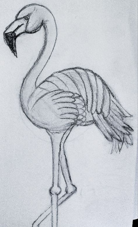 Pencil sketch Flamingo Drawing Pencil Sketches, Flamingo Drawing Pencil, Drawings Of Flamingos, Animal Sketches Pencil Easy, Exotic Drawing, Flamingo Drawings, Flamingo Sketch, Alligator Drawing, Flamingo Drawing