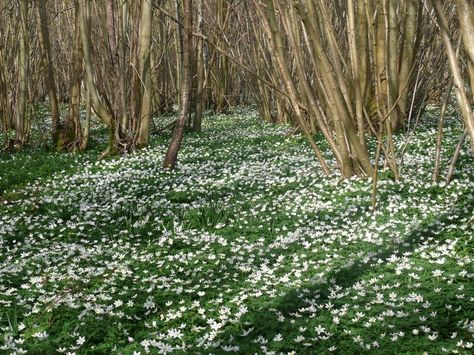 Garden Shapes, Anemone Nemorosa, God Of Wind, Wood Anemone, Folk Medicine, Pliny The Elder, Pretty Nature, Conifer Trees, Herbal Apothecary