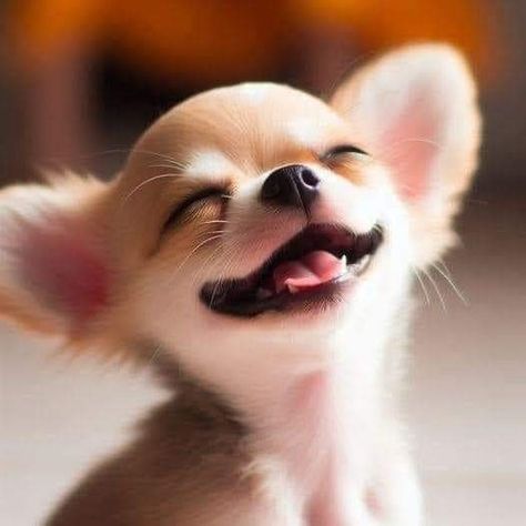 Psy Chihuahua, Teacup Chihuahua Puppies, Chihuahua Funny, Cute Animals Puppies, Cute Chihuahua, Chihuahua Love, Silly Dogs, Chihuahua Puppies, Chihuahua Dogs