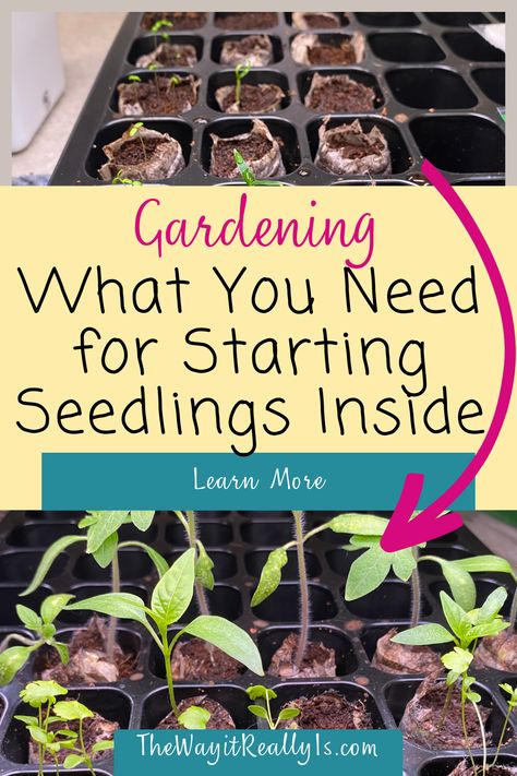 Starting Seeds Inside, Starter Garden, Different Types Of Seeds, Seed Starting Soil, Seedlings Indoors, Flower Seedlings, Inside Garden, Growing Gardens, Heirloom Vegetables