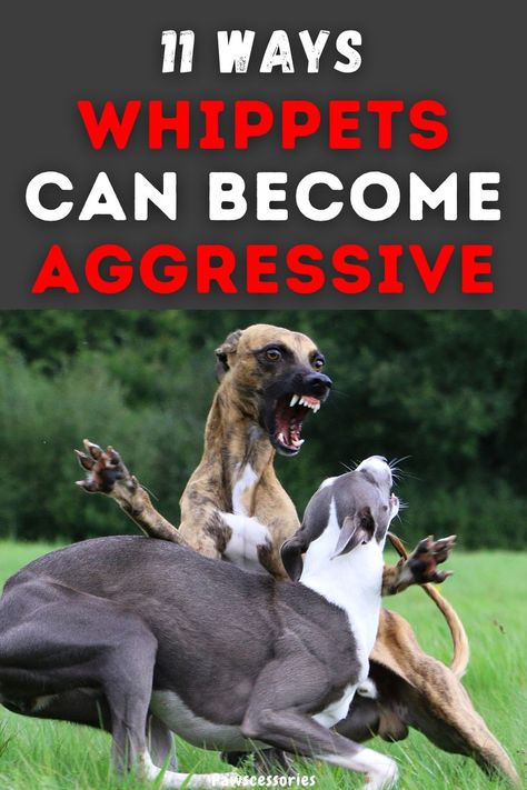 In this post you will discover, 11 ways a whippet can become aggressive, When a whippet shows signs of being aggressive, 6 tips to help reduce or stop aggression (Tips #2 & #4 work surprisingly well!), And much more. #whippets #whippetfacts #whippettips Whippet Puppies, Whippet Dog, Pet Hacks, Whippet, Dog Love, Puppies, Signs, Canning, Dogs