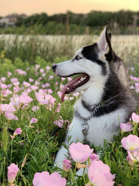 Siberian Husky Photography, Husky Astethic, Husky Photoshoot, Husky Photography, Haski Dog, Siberian Dog, Friendly Dog Breeds, Dog Foto, Cute Husky