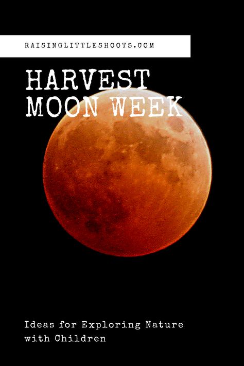 Harvest Moon Crafts For Kids, Harvest Moon Craft, Harvest Moon Theme, Harvest Moon Activities For Kids, Harvest Moon Activities, Harvest Moon Art For Kids, Harvest Moon Homeschool, Preschool Harvest, Harvest Moon Festival