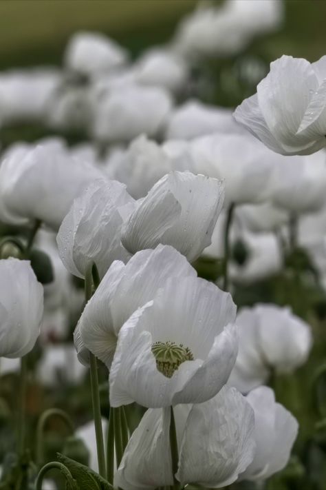 Image of a field of white poppies White Poppy Flower Bouquet, Make Floral Arrangements, Wildflowers Aesthetic, Poppy Flower Bouquet, White Poppy Flower, White Poppies, Cottage Core Art, Prairie Flower, Flower Background Iphone