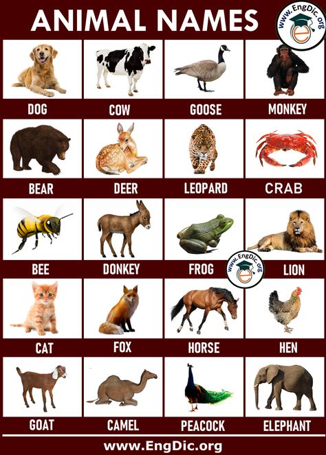 Farm Animals List, Animals Name List, Animals Name In English, Animals Name, Animal Infographic, Different Types Of Animals, Animals Sea, Animal Names, Scary Animals