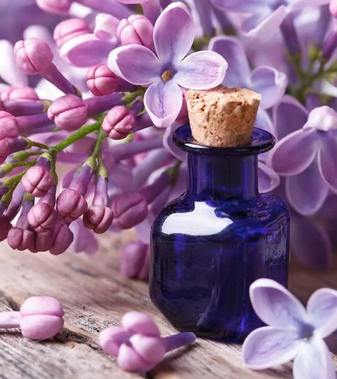 8 Amazing Benefits Of Lilac Essential Oil Lilac Essential Oil, Tinctures Recipes, Syringa Vulgaris, Crop Production, Clary Sage Essential Oil, Sage Essential Oil, Essential Oil Benefits, Oil Benefits, Lilac Flowers