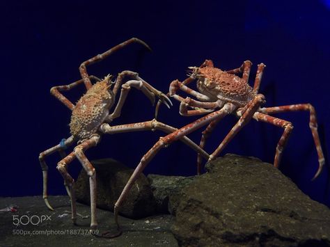 Japanese spider crab by akiharukas Japanese Spider Crab, Spider Crab, Deep Sea Life, Marine Invertebrates, Fish Rocks, Sea Underwater, Sea Crab, Water Animals, Beautiful Bugs