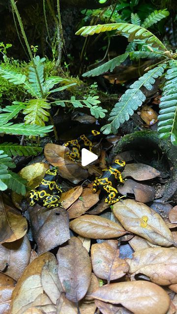 leucomelas lining up to eat - dendrobates leucomelas Dart Frog Vivarium, Dart Frogs, Dart Frog, Lining Up, Feeding Time, Vivarium, Frogs, Dart, The Incredibles