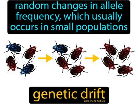 Genetic Drift definition: Random changes in allele frequency, which usually occurs in small populations. Genetically Modified Plants, Genetic Engineering Notes, Unique Genetic Traits, Genetics And Evolution Notes, Genetic Drift, Keystone Species, Exponential Growth, Study Strategies, High School Life