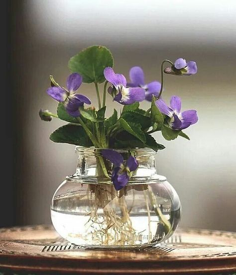 Koti Diy, نباتات منزلية, Sweet Violets, Deco Floral, African Violets, Gardening Supplies, Ikebana, Love Flowers, Cut Flowers