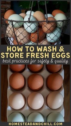 Raising Backyard Chickens For Beginners, Storing Farm Fresh Eggs, How To Store Chicken Eggs, How To Clean Farm Fresh Eggs, Washing Chicken Eggs, How To Wash Chicken Eggs, How To Wash Fresh Eggs, How Long Are Fresh Eggs Good For, How To Wash Eggs