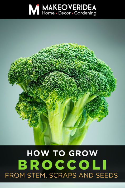 Learn how to grow broccoli from stem pieces and scraps. Discover how easy it is to regrow this delicious, nutrient-dense veggie in your own garden. How To Grow Broccoli, Grow Broccoli, Broccoli Plant, Growing Broccoli, Garden Greenhouse, Plant Stem, Growing Herbs, Nutrient Dense, Sustainable Living