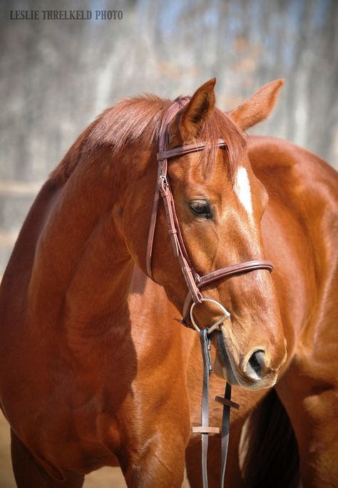 Coach E, Thoroughbred mare Thoroughbred Horse Chestnut, Chestnut Thoroughbred, Chestnut Horses, Chestnut Mare, Equine Portraits, Horse Inspiration, Types Of Horses, Most Beautiful Horses, Appaloosa Horses