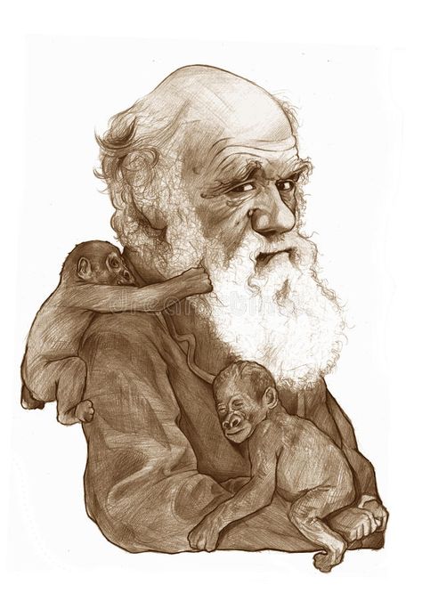 Evolution Art, Web Illustration, Animal Caricature, Holiday Cartoon, Caricature Sketch, Cute Seals, Grey Art, Charles Darwin, Fantasy Creatures Art