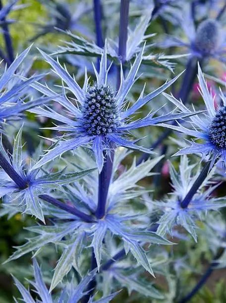 Eryngium Alpinum, Table Decor Flowers, Bee Friendly Flowers, Bee Friendly Garden, Chelsea Garden, Sea Holly, Border Plants, Flower Bulbs, Bee Friendly