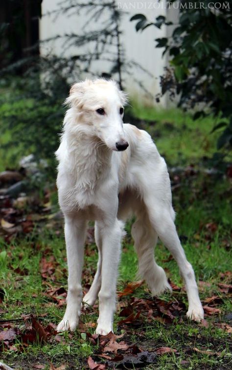 Borzoi Puppy, Russian Wolfhound, Borzoi Dog, Pretty Dogs, Whippet, Beautiful Dogs, Greyhound, I Love Dogs, Animals Beautiful