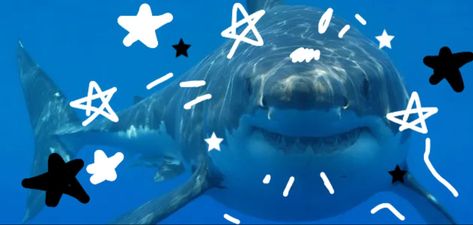 Shark Background, Aquarium Pictures, Shark Pictures, Shark Decor, Shark Fishing, Water Animals, Cute Shark, Marine Biology, White Sharks