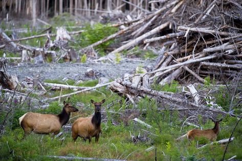 Habitat Loss, Fragmentation, and Destruction Animal Habitat, Species Extinction, Hydroelectric Dam, National Wildlife Federation, Habitat Destruction, Save Nature, Natural Ecosystem, Environment Day, World Environment Day