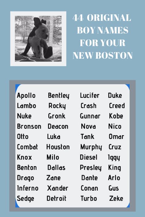 NEED HELP NAMING YOUR NEW BOSTON TERRIER BOY? Here are 44 unique boy names for your new Boston that will make him stand out from his Boston buddies! Original Boy Names, Small Dog Names, Boston Terrier Names, Boy Dog Names, Names Boy, Unique Boy Names, Boston Terrier Lover, Boston Terrier Puppy, Blog Titles