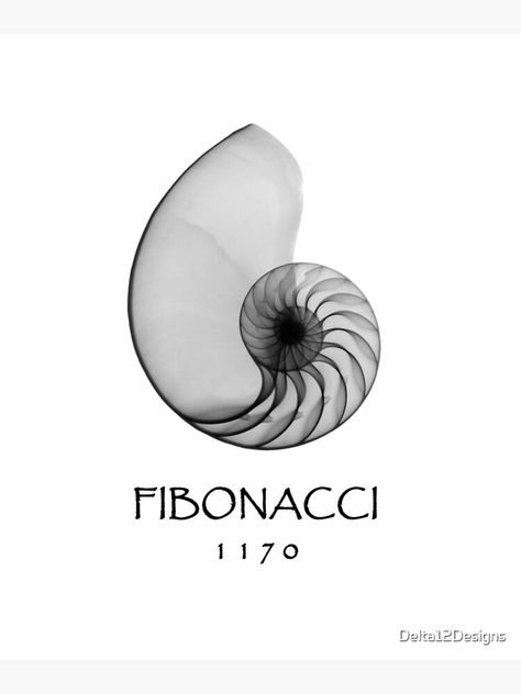 "Fibonacci, born 1170 - Nautilus Spiral Shell X-Ray" Art Print by Delta12Designs | Redbubble Nautilus Logo, Fibonacci Logo, Fibonacci Shell, Structure Sketch, Fibonacci Spiral Art, Nautilus Tattoo, Fibonacci Art, Spiral Logo, Shell Logo