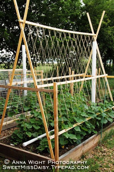 Cuc trellis Trellis For Cucumbers, Cucumber Trellis, Diy Garden Trellis, Diy Trellis, Watering System, Plants Growing, Garden Vines, Veg Garden, Vegetable Garden Design