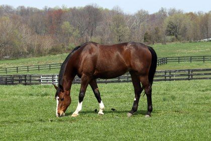 Manage pastures and horses' grazing times carefully to help reduce the risk of laminitis, a painful hoof condition. Horse Grazing Drawing, Feeding Horses, Grazing Horse, Equine Acupressure, Horse Grazing, Horse Poses, Drawing Horses, Horses Grazing, Big Painting