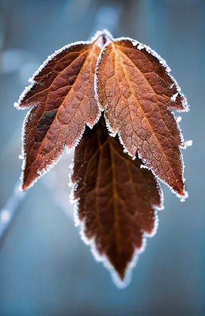 This picture will help in my design unit because it shows the detail and texture of the leaf Brown Leaves, Airbrush Art, Winter Blues, Winter Photography, Henri Matisse, Nature Beauty, Beautiful World, Beautiful Images, Autumn Leaves