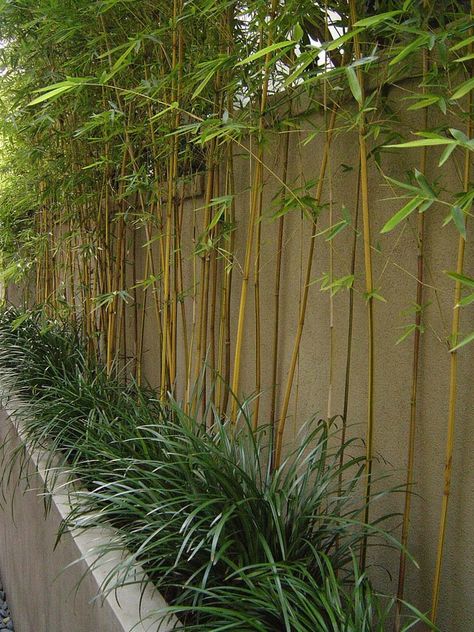 Bamboo Screen Garden, Phyllostachys Aurea, Bamboo Hedge, Growing Bamboo, Privacy Landscaping, Backyard Privacy, Bamboo Garden, Bamboo Tree, Bamboo Plants