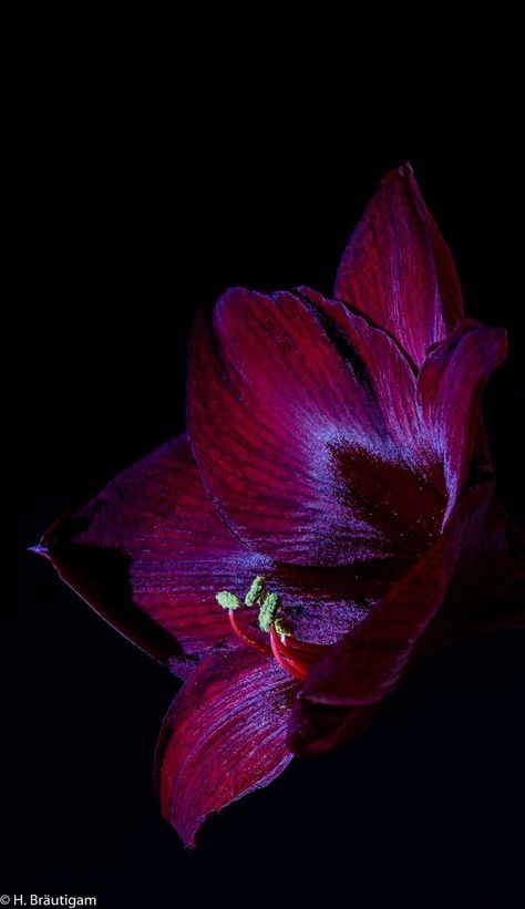 Magenta Aesthetic, Dark Fuschia, Billy Kidd, Red Amaryllis, Magenta Flowers, Dark Magenta, Midnight Garden, Dark Flowers, Deep Winter