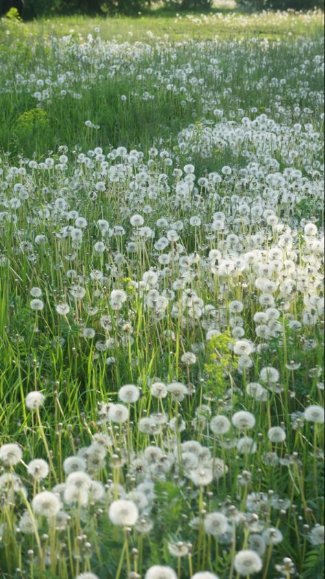 White Flower Field Aesthetic, Dandelion Field Aesthetic, Grass Field Wallpaper, Ghibli Spring, Field Of White Flowers, Flower Field Wallpaper, White Flower Field, Dandelions Wallpaper, Field Of Dandelions