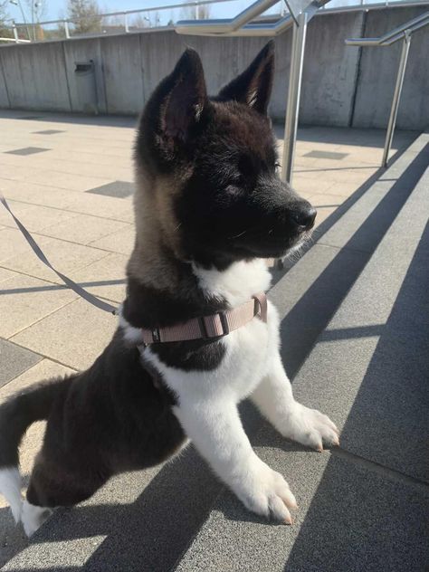 Akita Dog Puppies, American Akita Puppies, American Akita Dog, Akita Puppy, Akita Puppies, American Akita, Black Puppy, Akita Dog, Very Cute Dogs