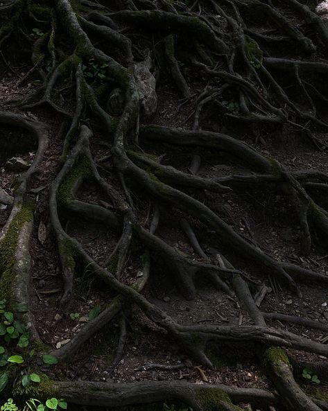 Tree Planting Aesthetic, Tree Roots Photography, Weirwood Tree Aesthetic, Rootwork Aesthetic, Tree Roots Aesthetic, Forbidden Forest Aesthetic, Identity Mindmap, Nature Throne, Roots Aesthetic