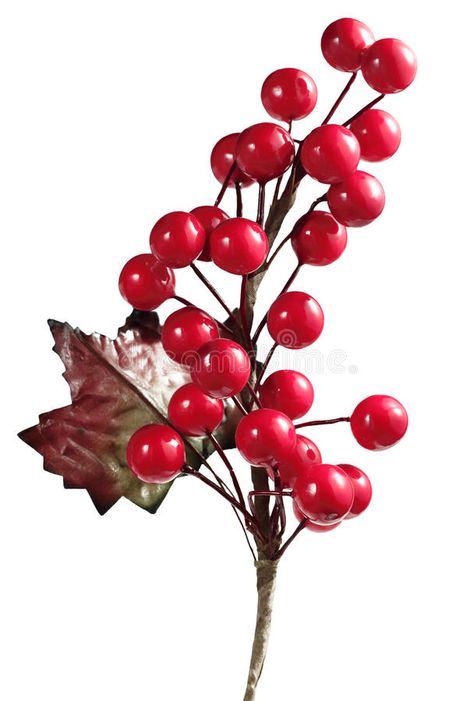 Christmas Cherry. A Christmas tree cherry plant decoration , #Ad, #tree, #Cherry, #Christmas, #decoration, #plant #ad Christmas Cherry Decoration, Cherry Plant, Christmas Time Is Here, Photoshop Template, Plant Decor, Christmas Photos, Cherry, Christmas Time, Design Inspiration