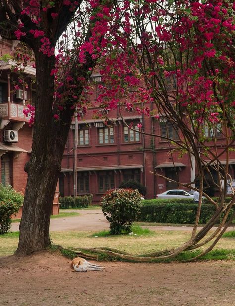 Aarong Bangladesh Aesthetic, Dhaka University Aesthetic, Dhaka Aesthetic, Bangladeshi Aesthetic, Bangladesh Aesthetic, Bangladeshi Culture, Bangla Aesthetic, Bangladesh Photography, Dhaka University