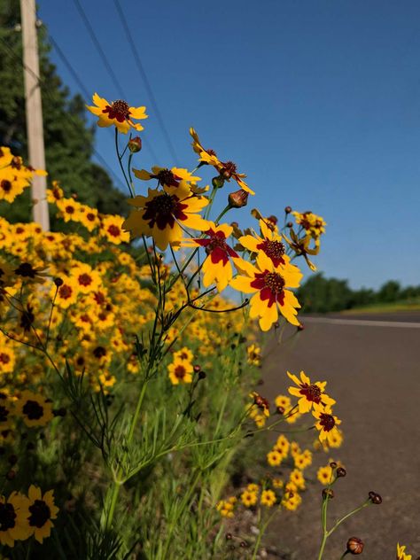 Oklahoma Wildflowers: Visiting the flyover state in spring Oklahoma Flowers, Oklahoma Aesthetic, Oklahoma Wildflowers, Oklahoma Waterfalls, Playlist Photos, Oklahoma Photography, Fly Catcher, Crafts Spring, Grow Wildflowers