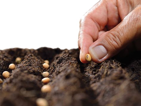 Sowing Seeds | The Institute for Creation Research Soil, Seeds