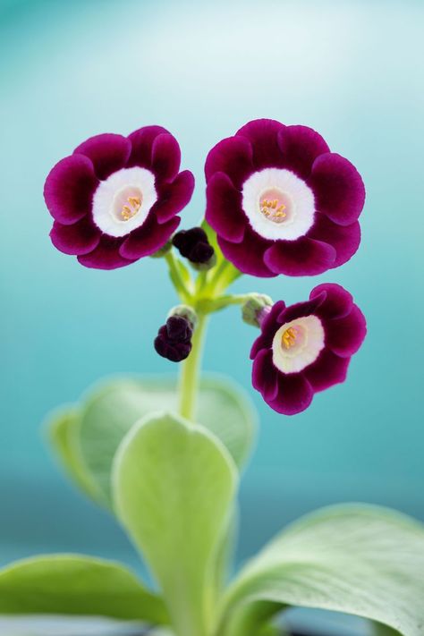 A plum-red cultivar that belongs to the light-centred alpine group that are strong growers and well-suited to growing in open borders. Petals fade from a dark colour to a lighter shade. One of a series named for Lord of the Rings characters, bred by John Radford. 15-20cm. RHS H5, USDA 3b-9b. Click through to read our full plant profile Lord Of The Rings Characters, Primula Auricula, Growing Peonies, Special Flowers, Spring Plants, Beautiful Plants, Root Growth, Flower Art Images, Cream Flowers